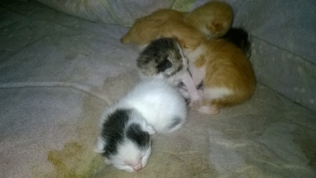 (48) - 5 chatons - A réserver pour mi-juin ! Wp_20124