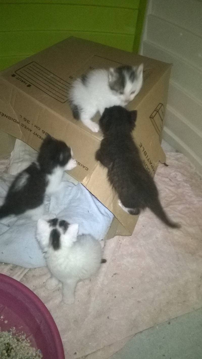 (48) - 4 chatons - A réserver pour début juin ! Wp_20148