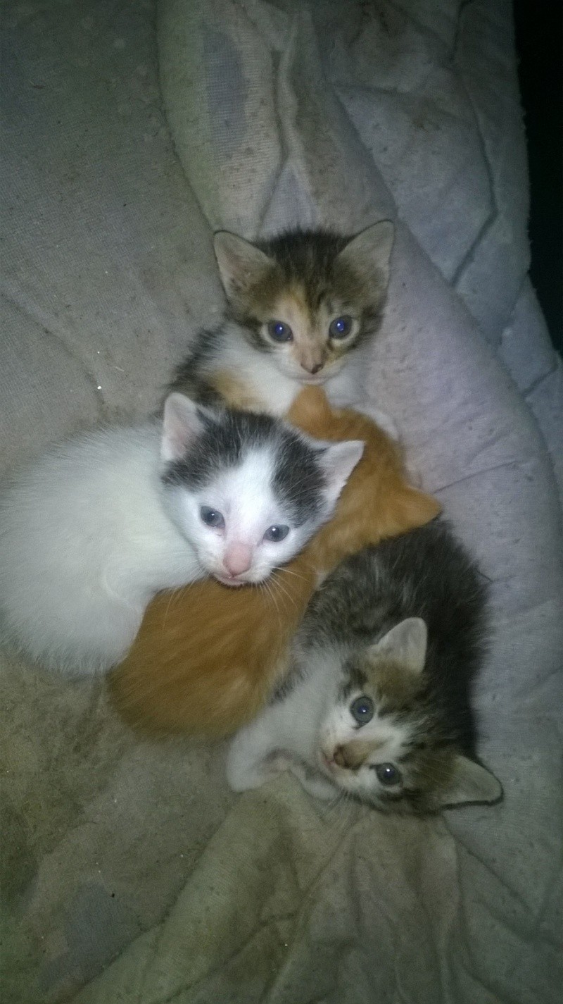 (48) - 5 chatons - A réserver pour mi-juin ! Wp_20151