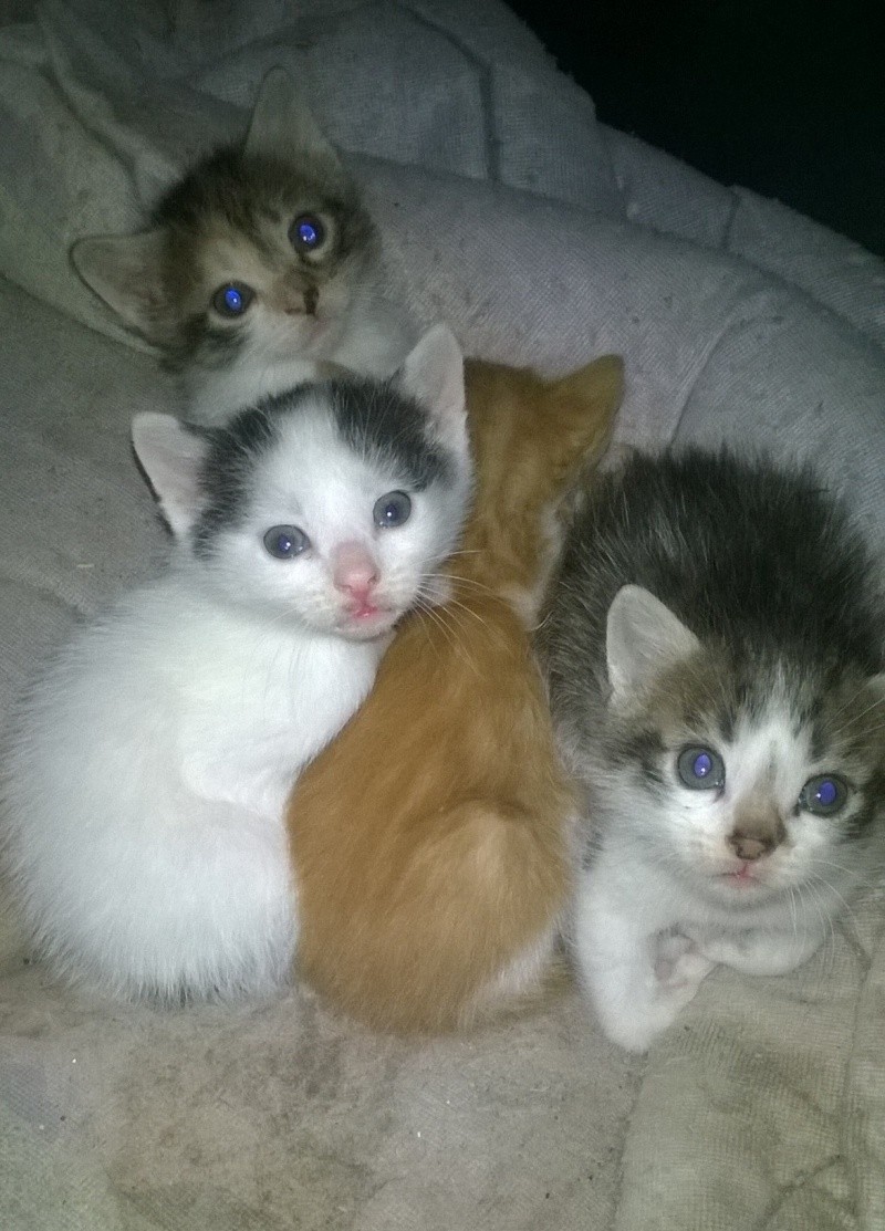 (48) - 5 chatons - A réserver pour mi-juin ! Wp_20152