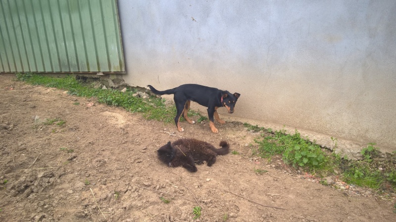 (48) - Belle / Luna - Chiot femelle X border tricolore - Adoptée ! Wp_20158