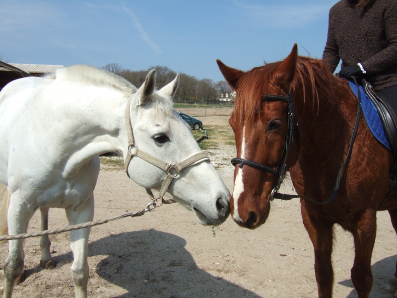 Nouvelle arrivée et encore un trotteur réformé... - Page 2 Dscf6321