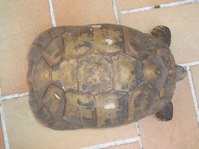 BONJOUR A TOUS VOICI MES 2 tortue P4100119