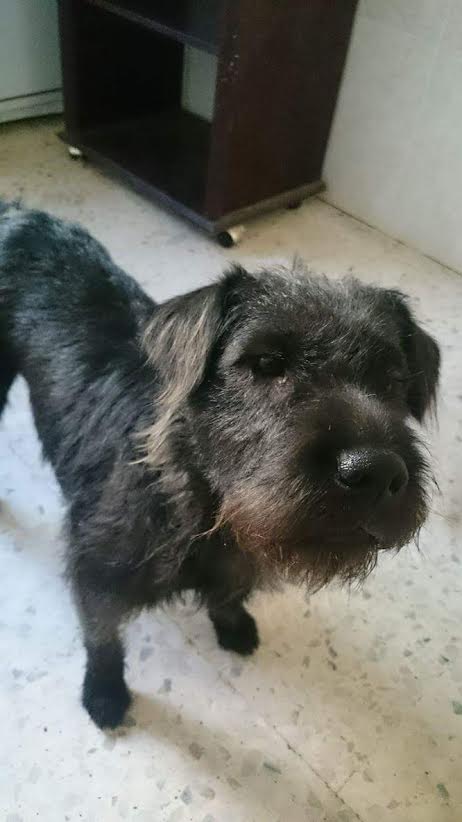 ADEL - schnauzer 2 ans - Asso Alerte Sos -  Adel10