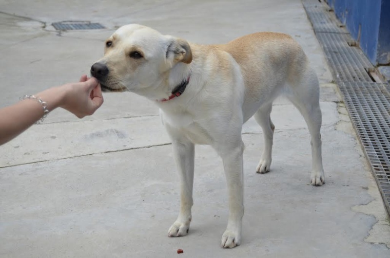 CLARA - x labrador 2 ans - Asso Alerte Sos - Ceuta (Espagne) Clara10