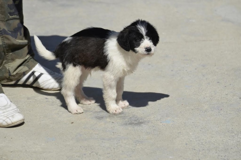 OREO, mâle croisé né le 5 janvier 2016 Oreo210