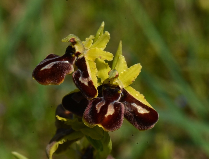 Dans la Drôme le 10 avril ophrys arachnitiformis Lusus10
