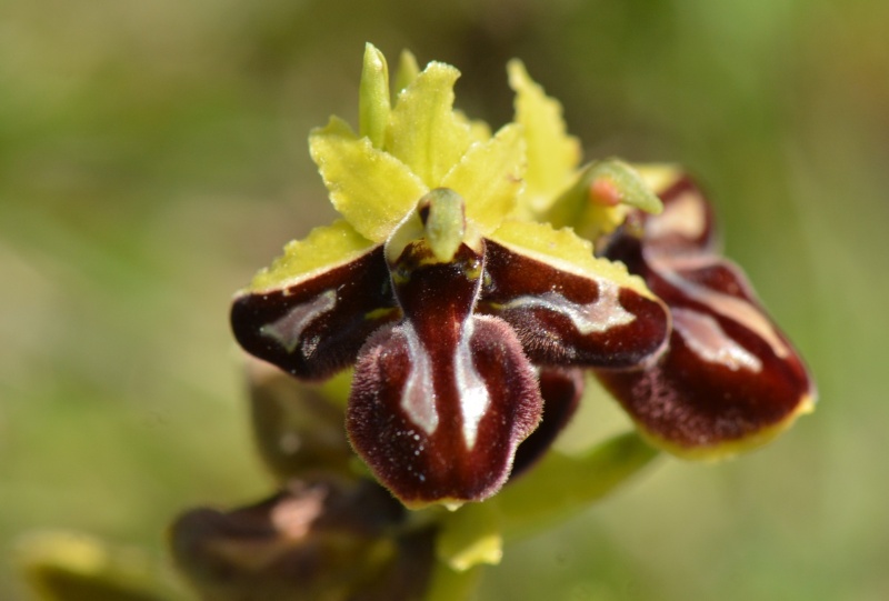 Dans la Drôme le 10 avril ophrys arachnitiformis Lusus110