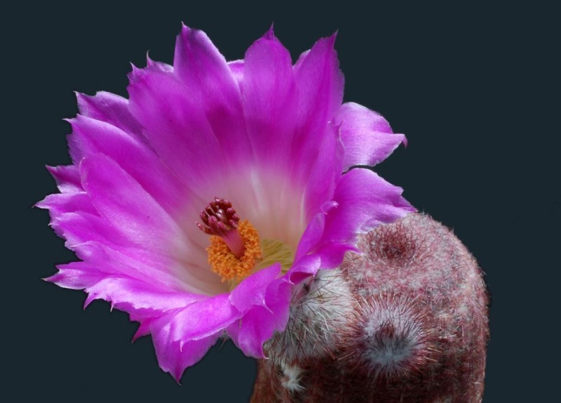 Les fleurs de cactus Cactus14