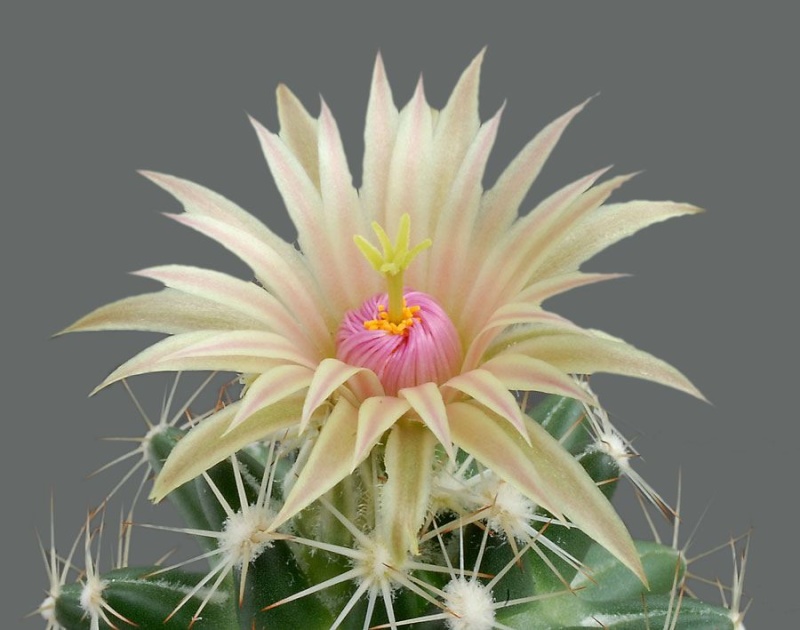 Les fleurs de cactus Cactus24