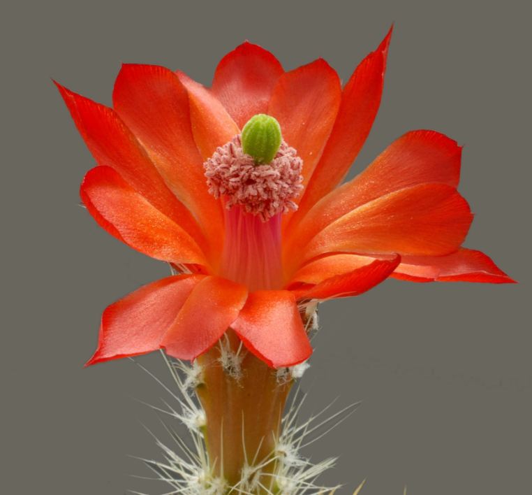 Les fleurs de cactus Cactus31