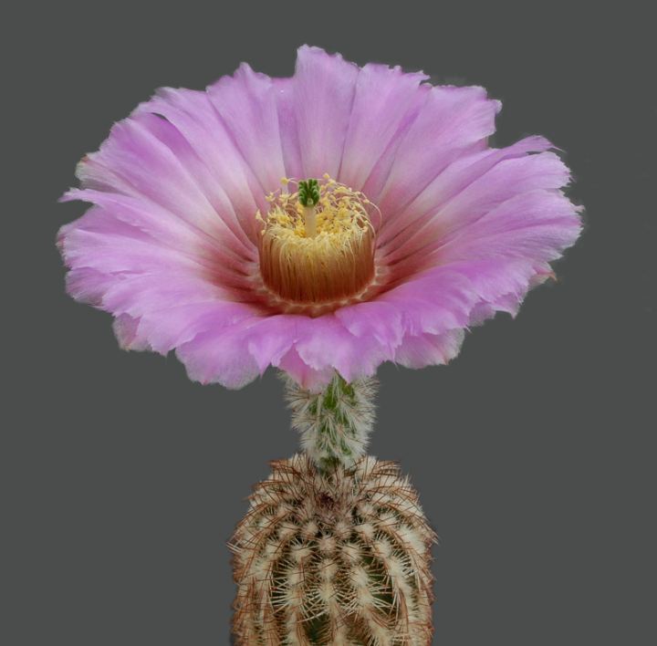Les fleurs de cactus Cactus32