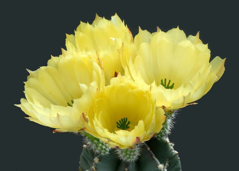 Les fleurs de cactus Cactus33