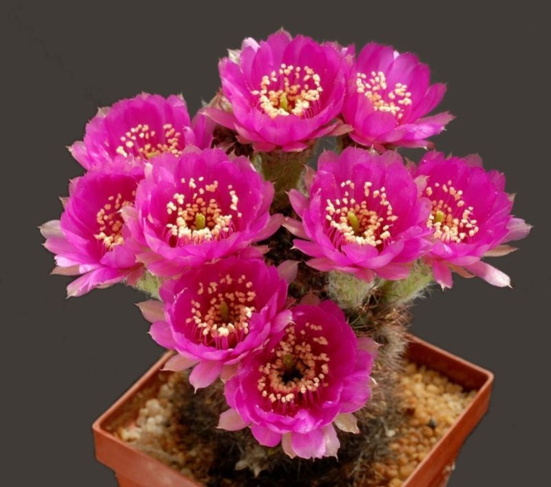 Les fleurs de cactus Cactus37