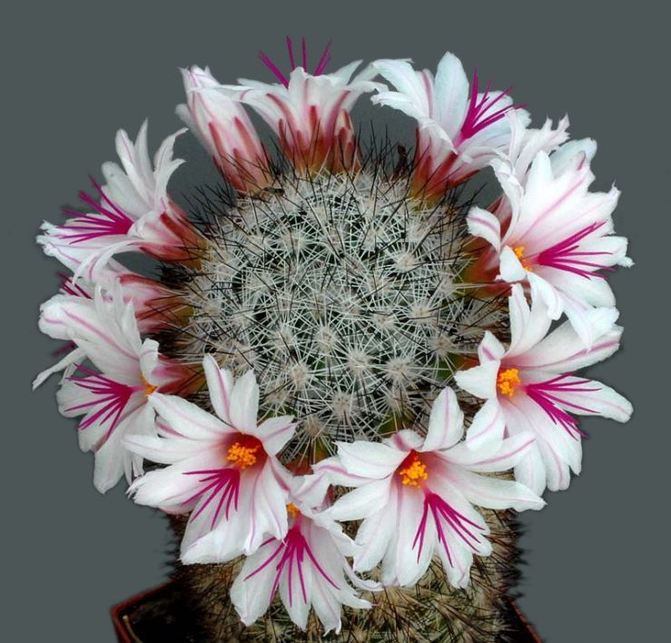 Les fleurs de cactus Cactus38