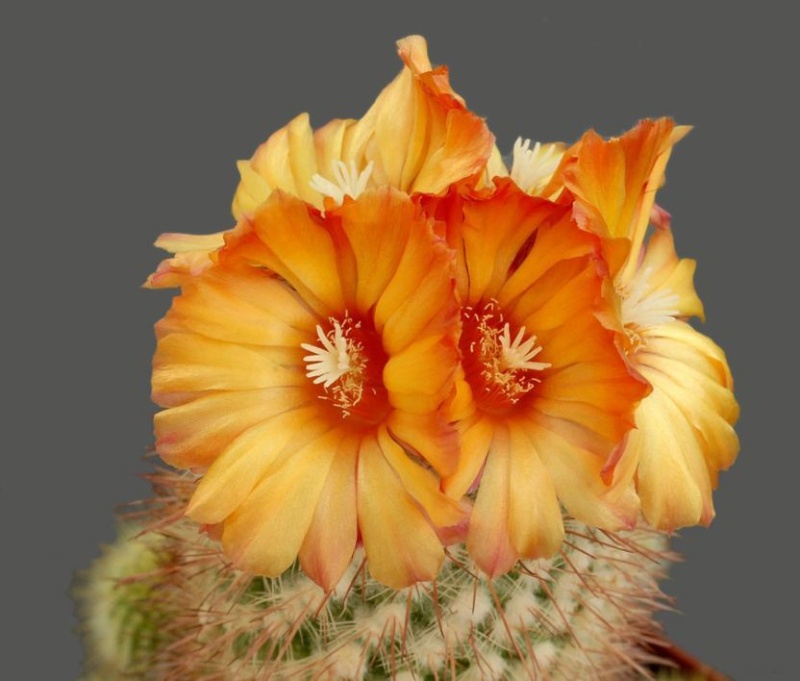 Les fleurs de cactus Cactus41