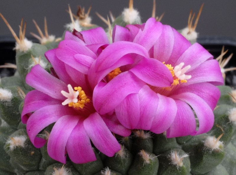 Les fleurs de cactus Cactus42
