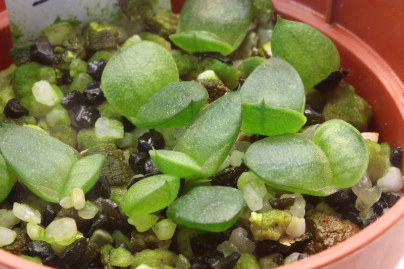 Semi Succulente Gaster10