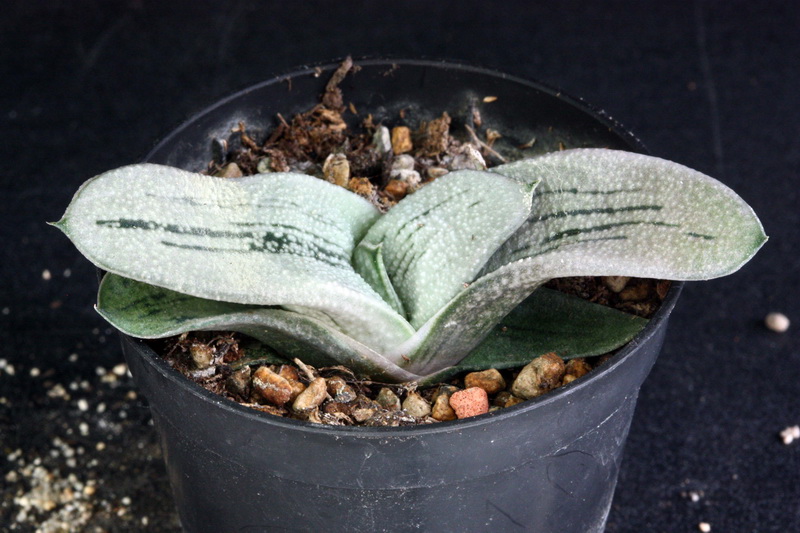 Mais achats d'Haworthia a Elk Gaster16