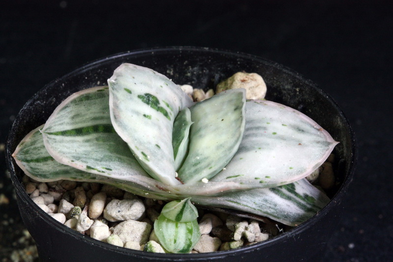 Mais achats d'Haworthia a Elk Gaster19