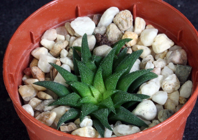 Mais achats d'Haworthia a Elk Hawort47