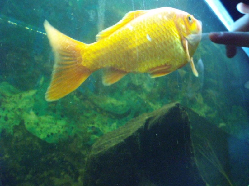 Maladie poisson rouge