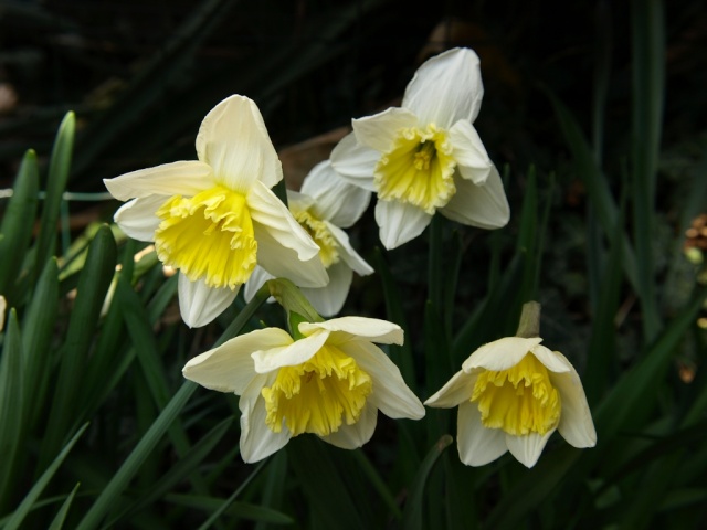 des jonquilles inhabituelles Narcis11