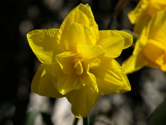 des jonquilles inhabituelles Narcis15