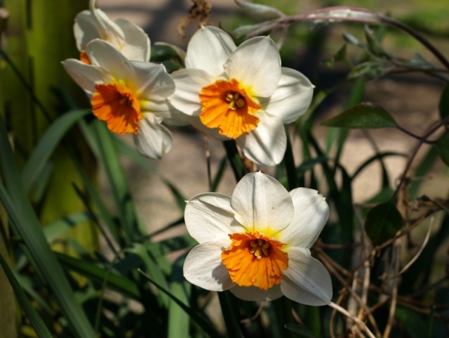des jonquilles inhabituelles Narcis16