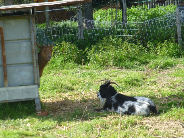 cherche chèvre naine ou bouc nain castré. Trouvé P1200813