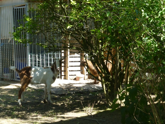 cherche chèvre naine ou bouc nain castré. Trouvé P1210616