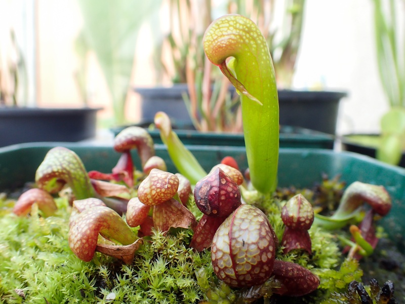 Darlingtonia californica 'red' - Page 3 08052010