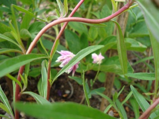 surprenantes plantes chez Tati Jardin - Page 7 16051012