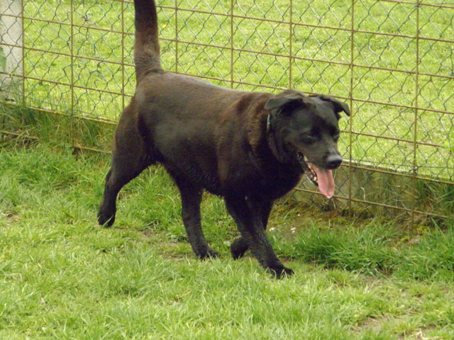 BAGUERA (Labrador noire) Bagher11
