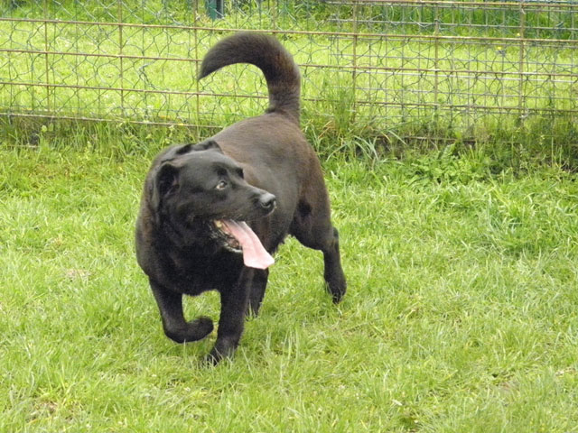 BAGUERA (Labrador noire) Bagher13