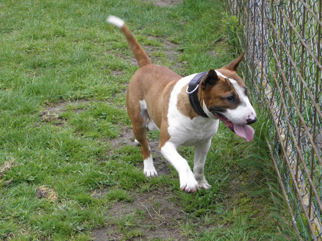 DEXTER (Bull Terrier) Dexter14