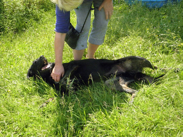 REX (Beauceron croisé Border Collie) Rex510