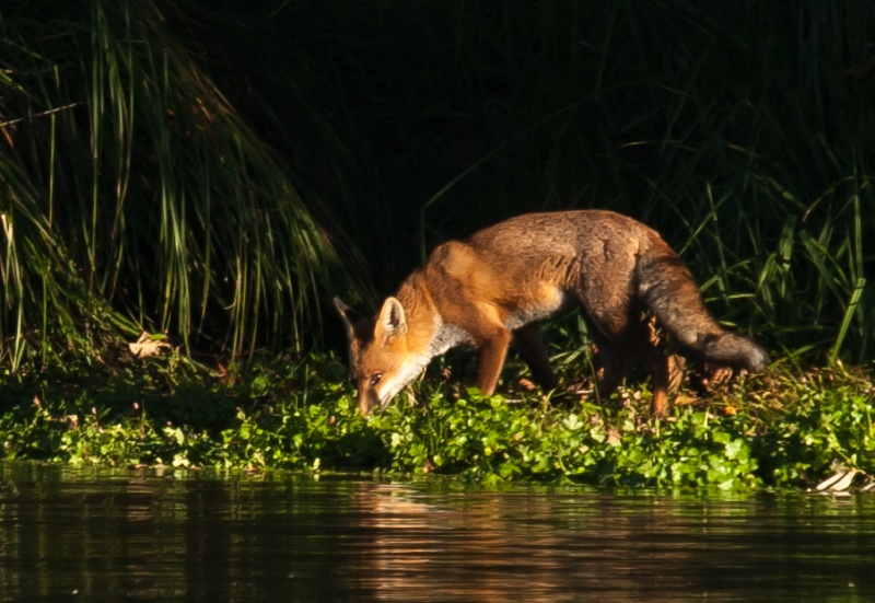 renard au bord de l'eau 31_ren10