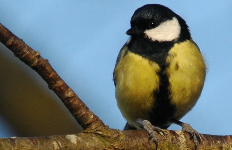 mon abc des oiseaux - Page 4 41510