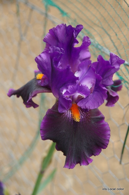 Les iris -culture, multiplication, entretien, variétés. - Page 4 Imgp7144
