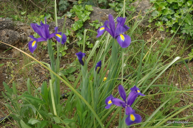 Les iris -culture, multiplication, entretien, variétés. - Page 4 Imgp7145