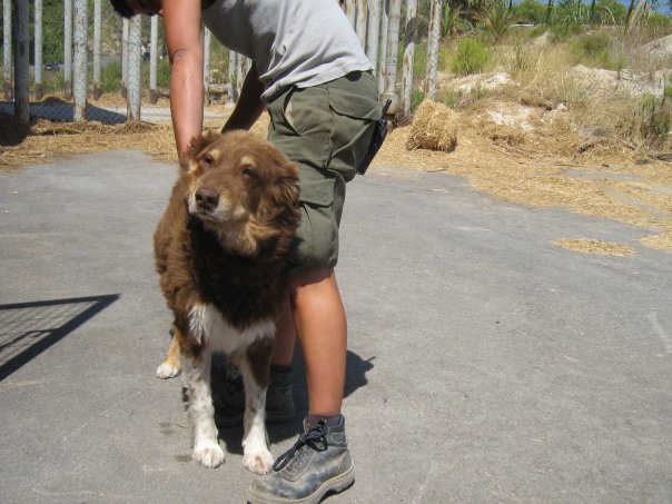 Perro de Terra Natura Rundy10