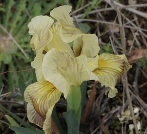 Iris lutescens - iris des garrigues, iris jaunâtre Dscn5513