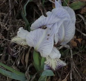 Iris lutescens - iris des garrigues, iris jaunâtre Dscn5514