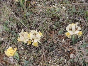 Iris lutescens - iris des garrigues, iris jaunâtre Dscn5531