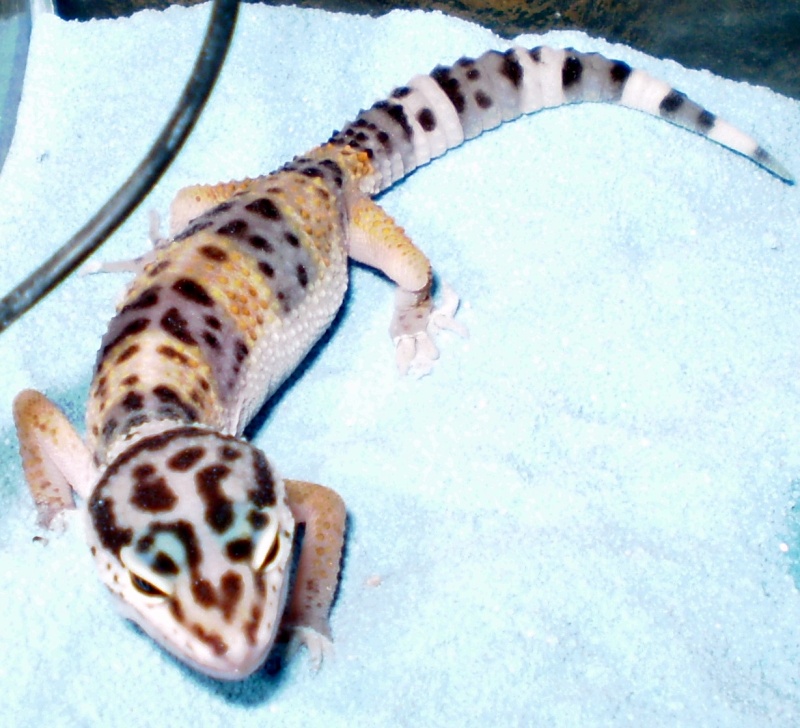 Nos geckos léopards et leurs oeufs :) P4030010