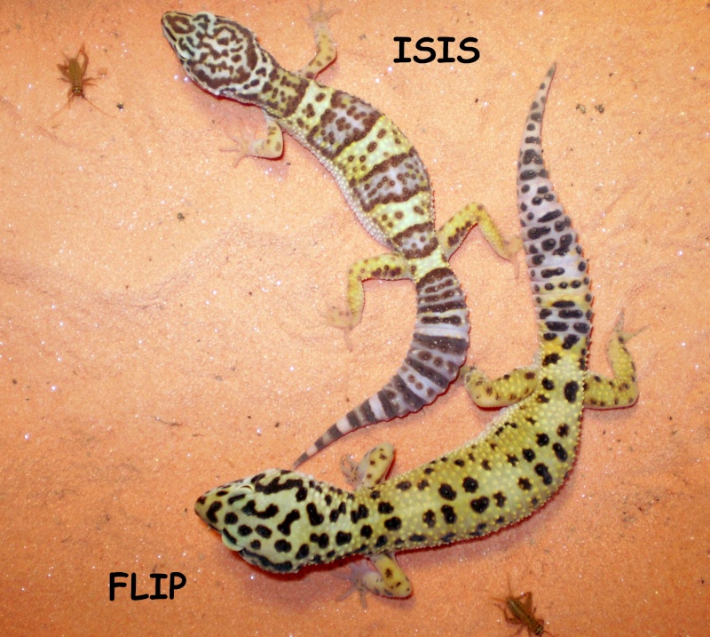 Nos geckos léopards et leurs oeufs :) P5170010