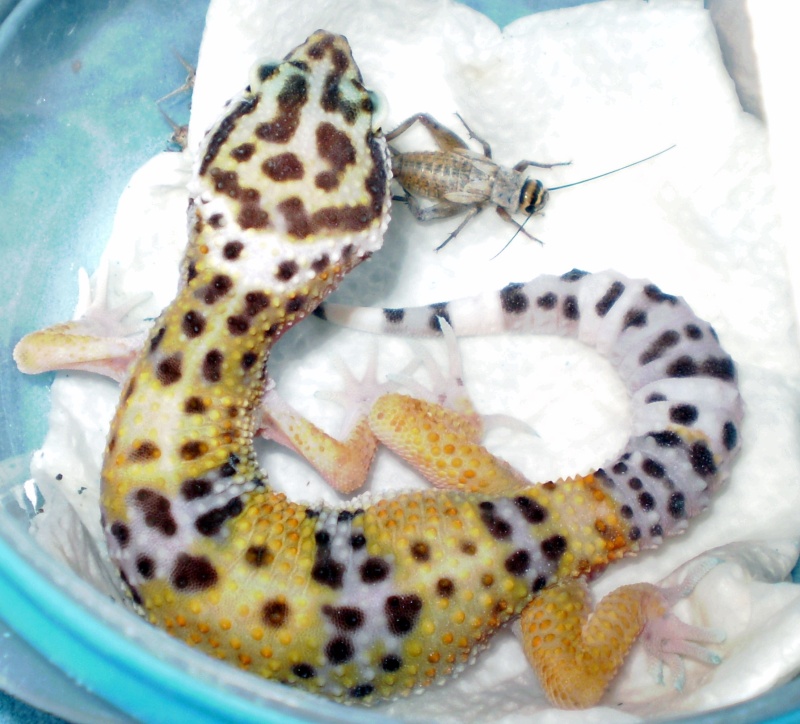 Nos geckos léopards et leurs oeufs :) P5170011