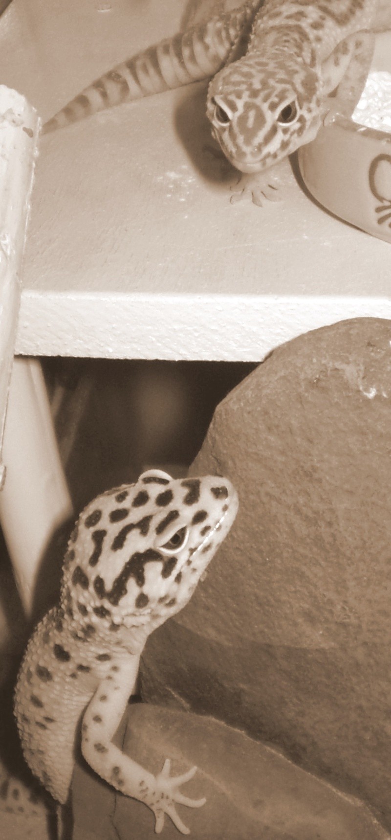Nos geckos léopards et leurs oeufs :) P5310010