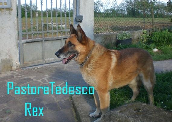 Rex Pastore Tedesco 4436_110